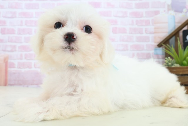 広島県のマルチーズ (Coo&RIKU広島北店/2025年11月4日生まれ/男の子/ホワイト)の子犬の3枚目の画像