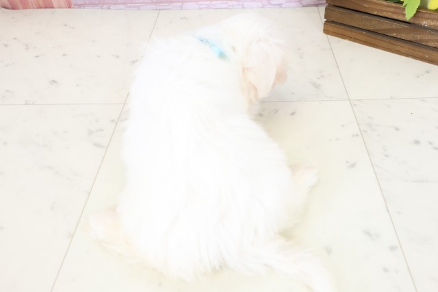 広島県のマルチーズ (Coo&RIKU広島北店/2025年11月4日生まれ/男の子/ホワイト)の子犬の4枚目の画像