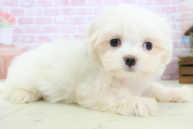 香川県のマルチーズ (Coo&RIKU高松上福岡店/2025年11月4日生まれ/男の子/ホワイト)の子犬の2枚目の画像