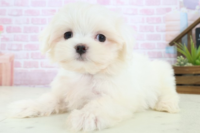 香川県のマルチーズ (Coo&RIKU高松上福岡店/2025年11月4日生まれ/男の子/ホワイト)の子犬の3枚目の画像