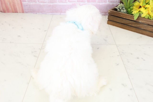 香川県のマルチーズ (Coo&RIKU高松上福岡店/2025年11月4日生まれ/男の子/ホワイト)の子犬の4枚目の画像