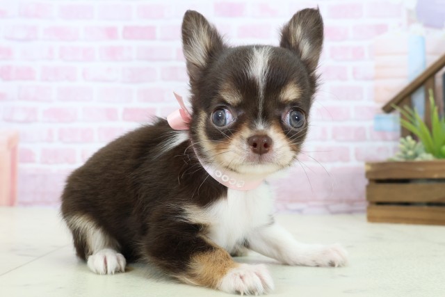 佐賀県のチワワ(ロング) (Coo&RIKU佐賀神埼店/2025年11月5日生まれ/女の子/チョコレートタンホワイト)の子犬の2枚目の画像