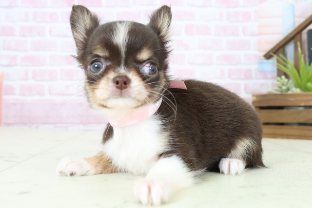 佐賀県のチワワ(ロング) (Coo&RIKU佐賀神埼店/2025年11月5日生まれ/女の子/チョコレートタンホワイト)の子犬の3枚目の画像