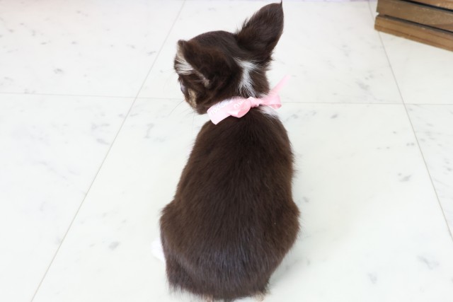 佐賀県のチワワ(ロング) (Coo&RIKU佐賀神埼店/2025年11月5日生まれ/女の子/チョコレートタンホワイト)の子犬の4枚目の画像