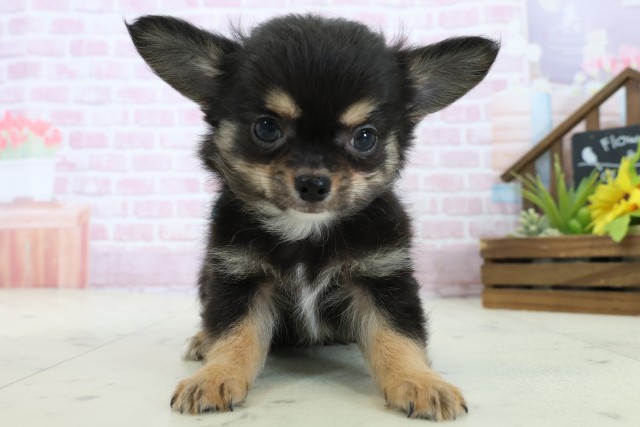 香川県のチワワ(ロング) (Coo&RIKU高松上福岡店/2025年11月7日生まれ/男の子/ブラックタンホワイト)の子犬の1枚目の画像