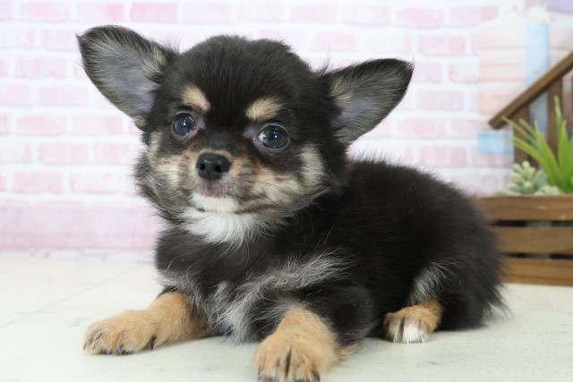 香川県のチワワ(ロング) (Coo&RIKU高松上福岡店/2025年11月7日生まれ/男の子/ブラックタンホワイト)の子犬の3枚目の画像