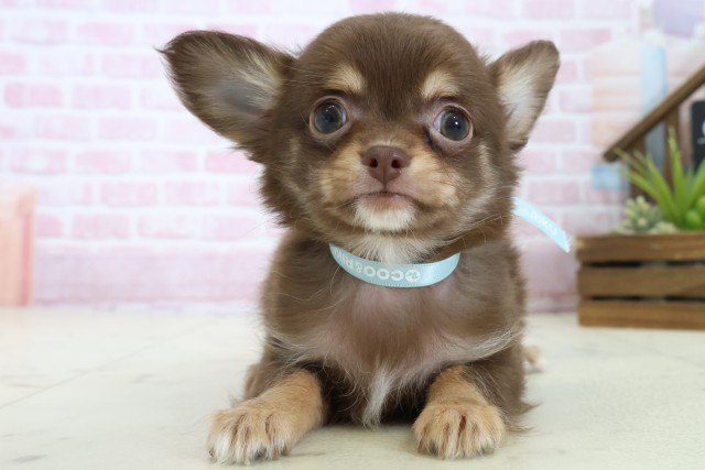 広島県のチワワ(ロング) (Coo&RIKU広島中央店/2025年11月7日生まれ/男の子/チョコレートタンホワイト)の子犬の1枚目の画像