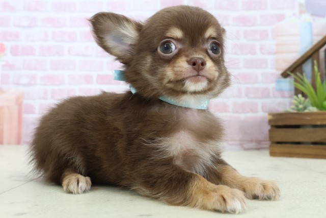 広島県のチワワ(ロング) (Coo&RIKU広島中央店/2025年11月7日生まれ/男の子/チョコレートタンホワイト)の子犬の2枚目の画像