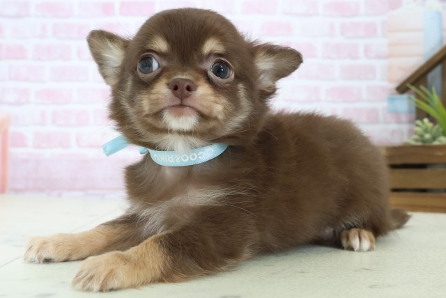 広島県のチワワ(ロング) (Coo&RIKU広島中央店/2025年11月7日生まれ/男の子/チョコレートタンホワイト)の子犬の3枚目の画像