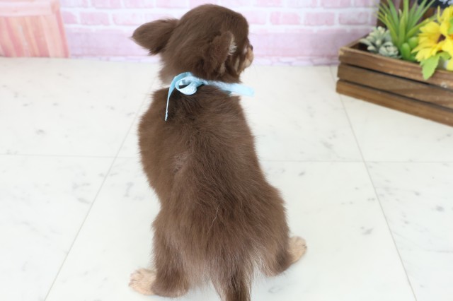 広島県のチワワ(ロング) (Coo&RIKU広島中央店/2025年11月7日生まれ/男の子/チョコレートタンホワイト)の子犬の4枚目の画像