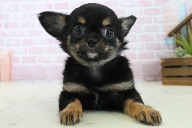 福岡県のチワワ(ロング) (Coo&RIKU筑後店/2025年11月7日生まれ/女の子/ブラックタンホワイト)の子犬の1枚目の画像