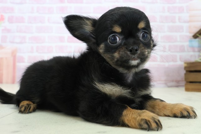 福岡県のチワワ(ロング) (Coo&RIKU筑後店/2025年11月7日生まれ/女の子/ブラックタンホワイト)の子犬の2枚目の画像