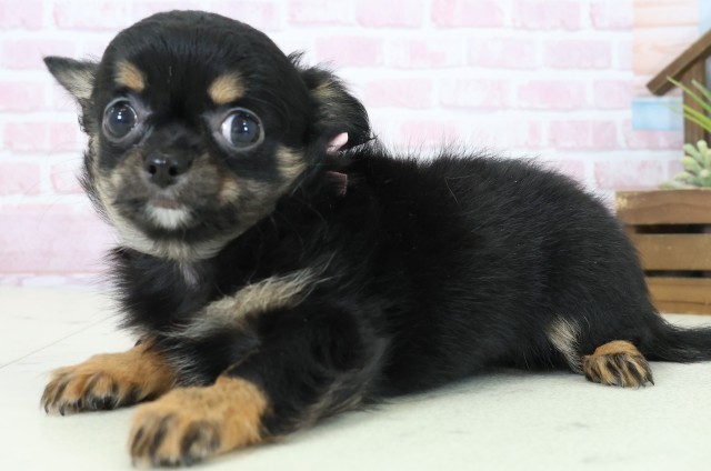 福岡県のチワワ(ロング) (Coo&RIKU筑後店/2025年11月7日生まれ/女の子/ブラックタンホワイト)の子犬の3枚目の画像