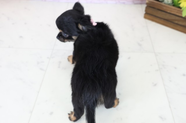 福岡県のチワワ(ロング) (Coo&RIKU筑後店/2025年11月7日生まれ/女の子/ブラックタンホワイト)の子犬の4枚目の画像