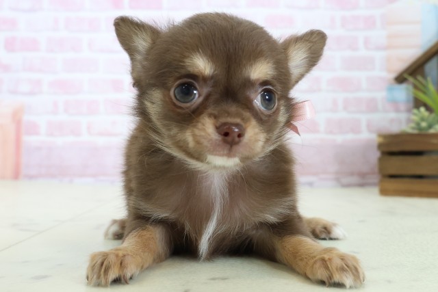 福岡県のチワワ(ロング) (Coo&RIKU行橋店/2025年11月7日生まれ/女の子/チョコレートタンホワイト)の子犬の1枚目の画像