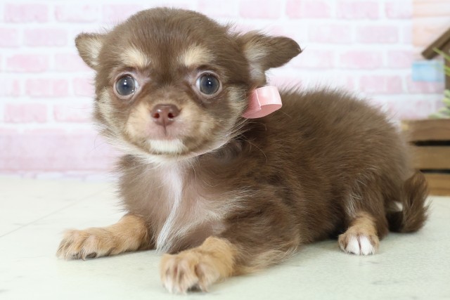 福岡県のチワワ(ロング) (Coo&RIKU行橋店/2025年11月7日生まれ/女の子/チョコレートタンホワイト)の子犬の3枚目の画像