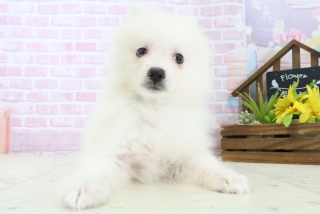 沖縄県の日本スピッツ (Coo&RIKU沖縄浦添店/2025年11月7日生まれ/男の子/ホワイト)の子犬