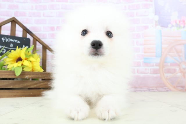 香川県の日本スピッツ (Coo&RIKU高松上福岡店/2025年11月7日生まれ/男の子/ホワイト)の子犬