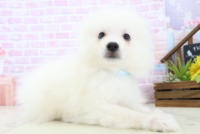 香川県の日本スピッツ (Coo&RIKU高松上福岡店/2025年11月7日生まれ/男の子/ホワイト)の子犬の2枚目の画像