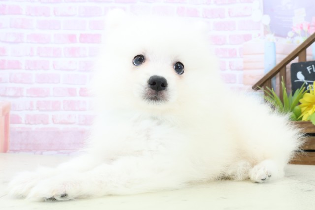 香川県の日本スピッツ (Coo&RIKU高松上福岡店/2025年11月7日生まれ/男の子/ホワイト)の子犬の3枚目の画像