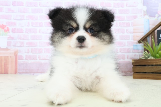 福岡県のポメラニアン (Coo&RIKU福岡西店/2025年11月8日生まれ/男の子/パーティーカラー)の子犬の1枚目の画像