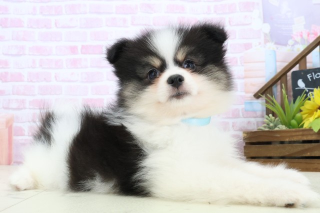 福岡県のポメラニアン (Coo&RIKU福岡西店/2025年11月8日生まれ/男の子/パーティーカラー)の子犬の2枚目の画像