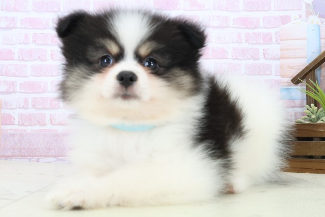 福岡県のポメラニアン (Coo&RIKU福岡西店/2025年11月8日生まれ/男の子/パーティーカラー)の子犬の3枚目の画像