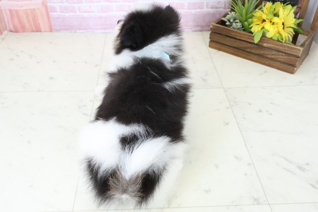 福岡県のポメラニアン (Coo&RIKU福岡西店/2025年11月8日生まれ/男の子/パーティーカラー)の子犬の4枚目の画像