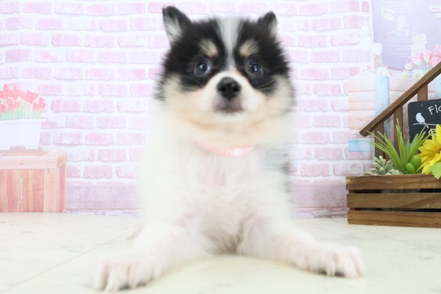 広島県のポメラニアン (Coo&RIKUゆめタウン大竹店/2025年11月8日生まれ/女の子/パーティーカラー)の子犬の1枚目の画像