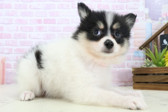 広島県のポメラニアン (Coo&RIKUゆめタウン大竹店/2025年11月8日生まれ/女の子/パーティーカラー)の子犬の2枚目の画像