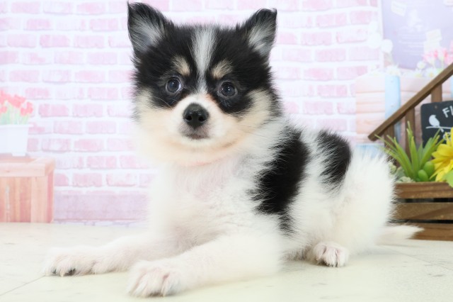 広島県のポメラニアン (Coo&RIKUゆめタウン大竹店/2025年11月8日生まれ/女の子/パーティーカラー)の子犬の3枚目の画像