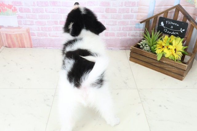 広島県のポメラニアン (Coo&RIKUゆめタウン大竹店/2025年11月8日生まれ/女の子/パーティーカラー)の子犬の4枚目の画像