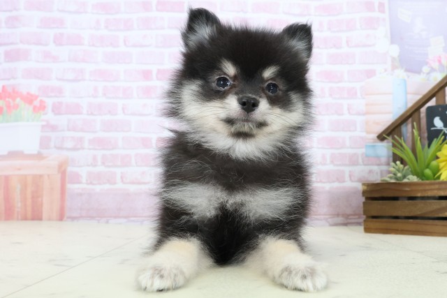 香川県のポメラニアン (Coo&RIKU高松上福岡店/2025年11月8日生まれ/女の子/パーティーカラー)の子犬の1枚目の画像