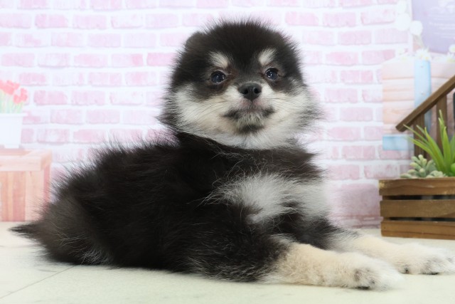 香川県のポメラニアン (Coo&RIKU高松上福岡店/2025年11月8日生まれ/女の子/パーティーカラー)の子犬の2枚目の画像