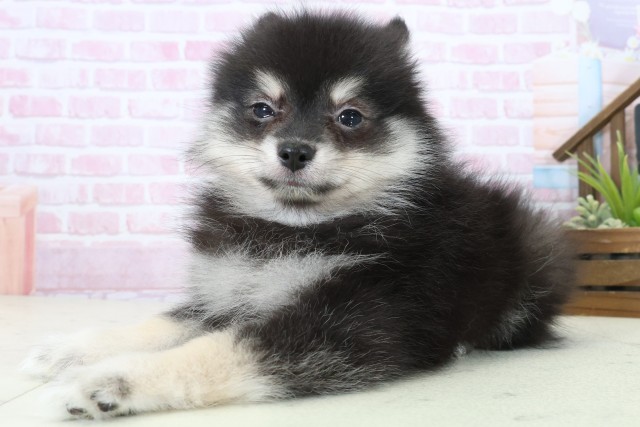 香川県のポメラニアン (Coo&RIKU高松上福岡店/2025年11月8日生まれ/女の子/パーティーカラー)の子犬の3枚目の画像