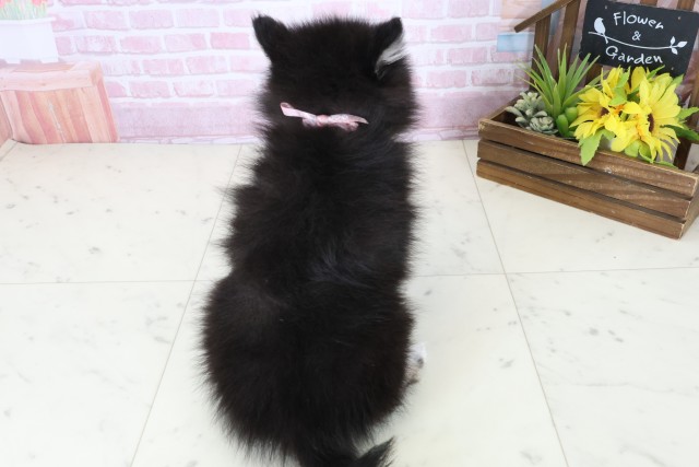 香川県のポメラニアン (Coo&RIKU高松上福岡店/2025年11月8日生まれ/女の子/パーティーカラー)の子犬の4枚目の画像