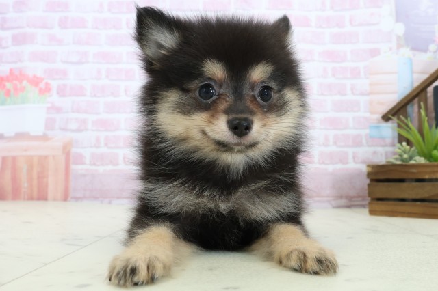 福岡県のポメラニアン (Coo&RIKU行橋店/2025年11月8日生まれ/女の子/パーティーカラー)の子犬の1枚目の画像
