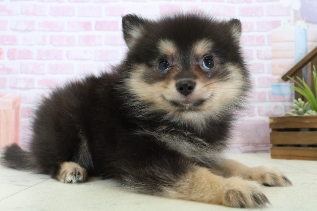 福岡県のポメラニアン (Coo&RIKU行橋店/2025年11月8日生まれ/女の子/パーティーカラー)の子犬の2枚目の画像