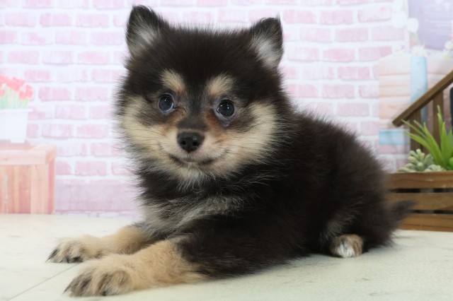 福岡県のポメラニアン (Coo&RIKU行橋店/2025年11月8日生まれ/女の子/パーティーカラー)の子犬の3枚目の画像