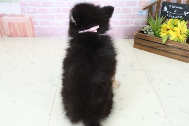 福岡県のポメラニアン (Coo&RIKU行橋店/2025年11月8日生まれ/女の子/パーティーカラー)の子犬の4枚目の画像