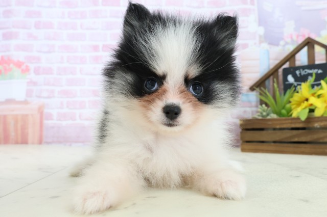 福岡県のポメラニアン (Coo&RIKUフォレストシティ春日店/2025年11月8日生まれ/女の子/パーティーカラー)の子犬の1枚目の画像