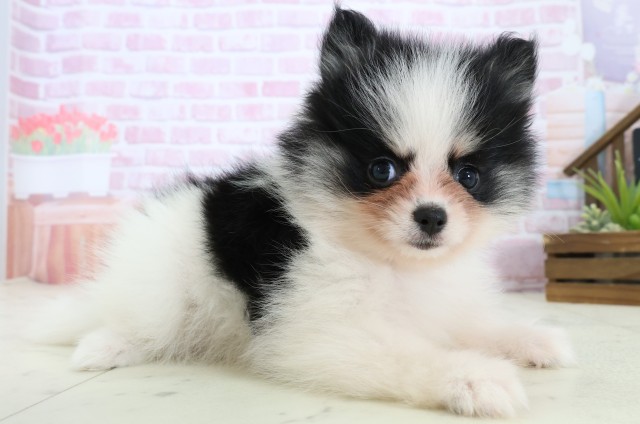 福岡県のポメラニアン (Coo&RIKUフォレストシティ春日店/2025年11月8日生まれ/女の子/パーティーカラー)の子犬の2枚目の画像