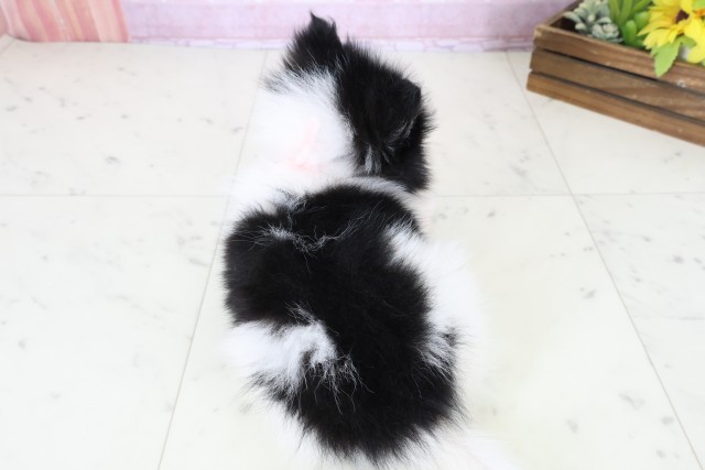 福岡県のポメラニアン (Coo&RIKUフォレストシティ春日店/2025年11月8日生まれ/女の子/パーティーカラー)の子犬の4枚目の画像