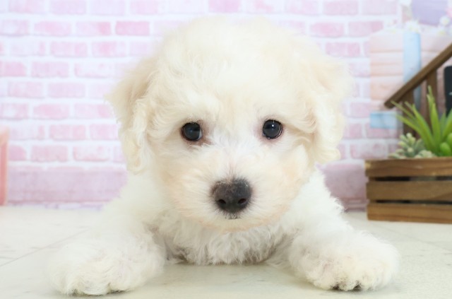 沖縄県のビションフリーゼ (Coo&RIKU沖縄浦添店/2025年11月9日生まれ/男の子/ホワイト)の子犬の1枚目の画像