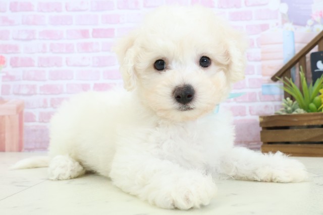 沖縄県のビションフリーゼ (Coo&RIKU沖縄浦添店/2025年11月9日生まれ/男の子/ホワイト)の子犬の2枚目の画像