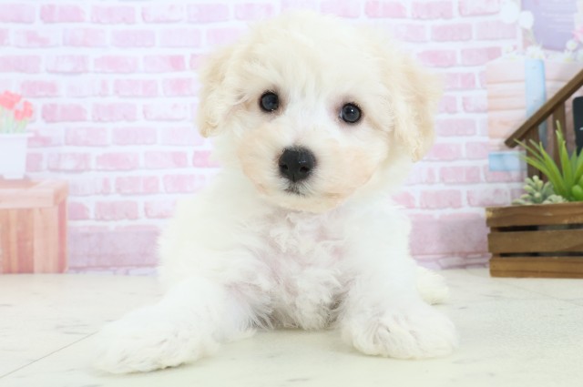 愛媛県のビションフリーゼ (Coo&RIKUイオンタウン川之江店/2025年11月9日生まれ/男の子/ホワイト)の子犬の1枚目の画像