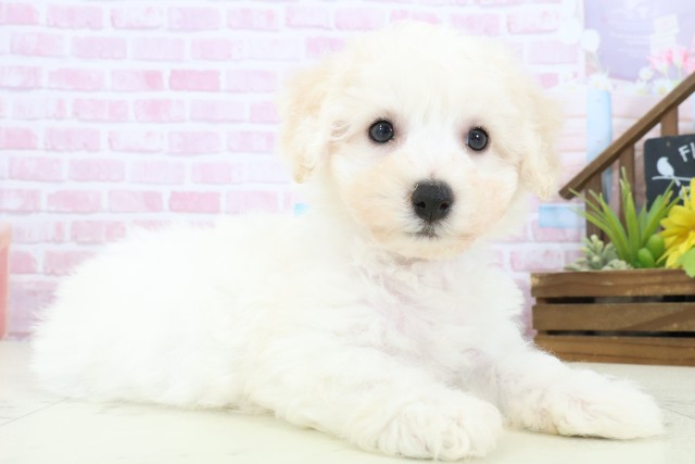 愛媛県のビションフリーゼ (Coo&RIKUイオンタウン川之江店/2025年11月9日生まれ/男の子/ホワイト)の子犬の2枚目の画像