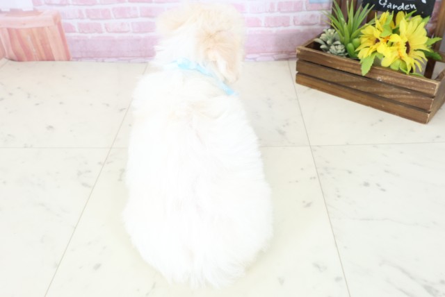 愛媛県のビションフリーゼ (Coo&RIKUイオンタウン川之江店/2025年11月9日生まれ/男の子/ホワイト)の子犬の4枚目の画像