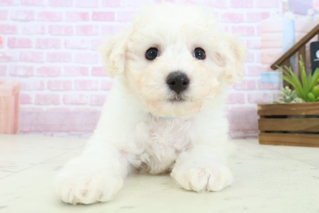 山口県のビションフリーゼ (Coo&RIKUサンパークあじす店/2025年11月9日生まれ/男の子/ホワイト)の子犬の1枚目の画像