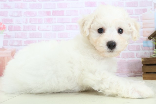 山口県のビションフリーゼ (Coo&RIKUサンパークあじす店/2025年11月9日生まれ/男の子/ホワイト)の子犬の2枚目の画像